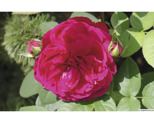 Nahaufnahme einer geöffneten Rose mit Knospen und Blättern