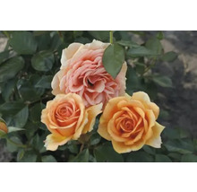 Nahaufnahme von Rosenblüten im Garten