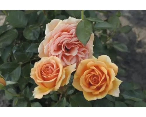 Nahaufnahme von Rosenblüten im Garten