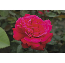 Nahaufnahme einer einzelnen roten Rose mit Blütenblättern