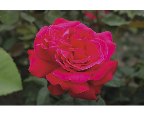 Nahaufnahme einer einzelnen roten Rose mit Blütenblättern