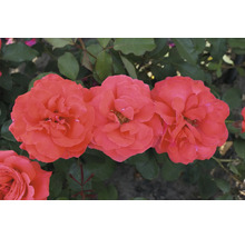 Nahaufnahme von Rosenblüten im Garten