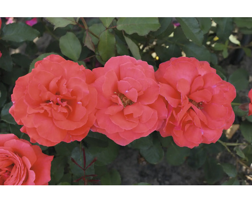 Nahaufnahme von Rosenblüten im Garten