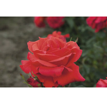 Nahaufnahme einer roten Rose im Garten