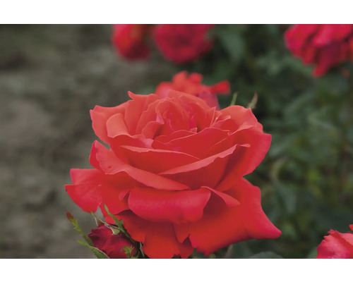 Nahaufnahme einer roten Rose im Garten