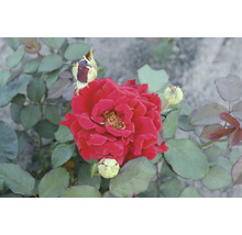 Rote Rosenblüte mit Knospen und Blättern