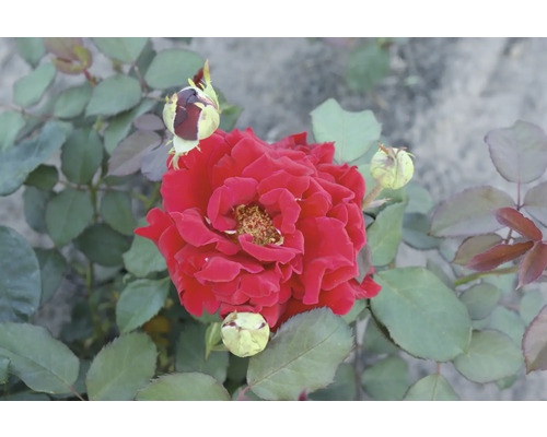 Rote Rosenblüte mit Knospen und Blättern