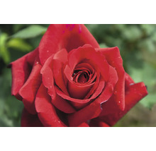 Nahaufnahme einer roten Rosenblüte