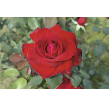 Nahaufnahme einer roten Rosenblüte im Garten.