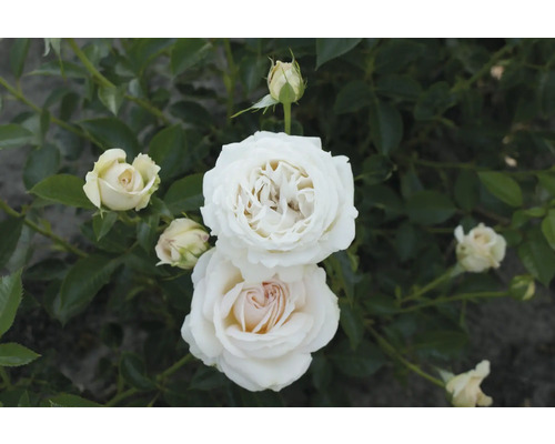 Nahaufnahme von weißen Rosenblüten mit grünen Blättern