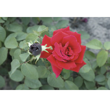 Nahaufnahme einer roten Rose mit Knospe im Garten