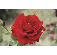 Nahaufnahme einer roten Rose