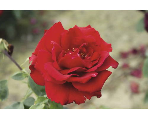 Nahaufnahme einer roten Rose