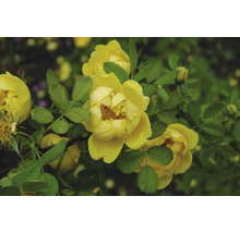 Gelbe Strauchrose mit grünen Blättern