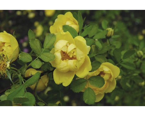 Gelbe Strauchrose mit grünen Blättern