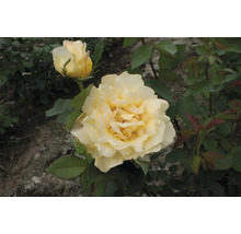 Gelbe Rose im Gartenbeet