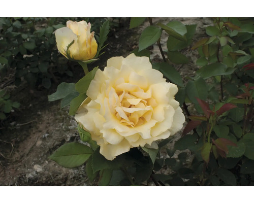 Gelbe Rose im Gartenbeet