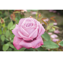 Nahaufnahme einer einzelnen lila Rose