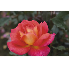 Nahaufnahme einer geöffneten Rose mit Blättern