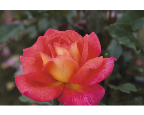 Nahaufnahme einer geöffneten Rose mit Blättern