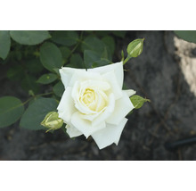 Nahaufnahme einer weißen Rose mit Blütenknospen