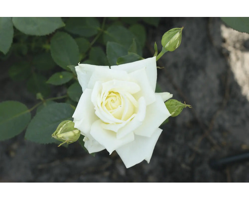 Nahaufnahme einer weißen Rose mit Blütenknospen