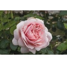 Nahaufnahme einer einzelnen, hellrosa Rose vor grünem Laub