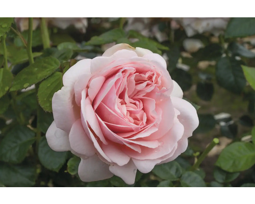 Nahaufnahme einer einzelnen, hellrosa Rose vor grünem Laub