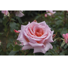 Nahaufnahme einer einzelnen, geöffneten Rose im Garten