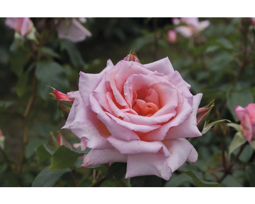 Nahaufnahme einer einzelnen, geöffneten Rose im Garten