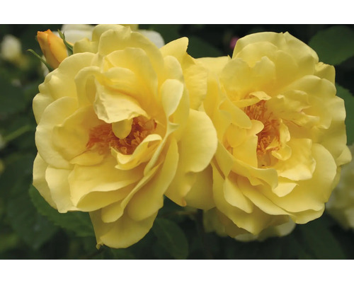 Nahaufnahme von gelben Rosenblüten