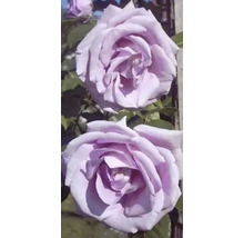 Nahaufnahme von lila Rosenblüten