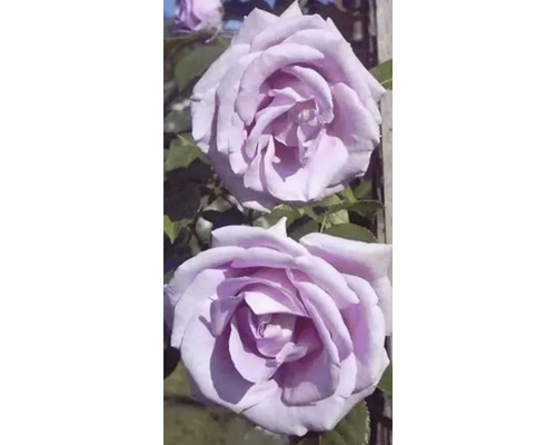 Nahaufnahme von lila Rosenblüten