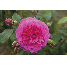 Nahaufnahme einer gefüllten Rose mit Blütenknospen