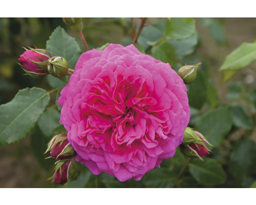 Nahaufnahme einer gefüllten Rose mit Blütenknospen