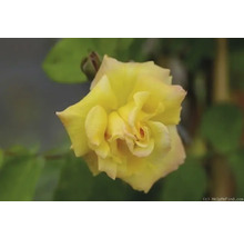 Nahaufnahme einer gelben Rose