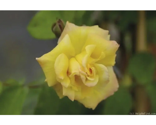 Nahaufnahme einer gelben Rose