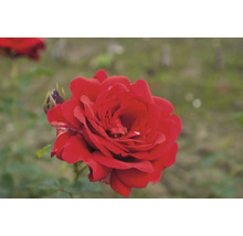 Nahaufnahme einer roten Rose