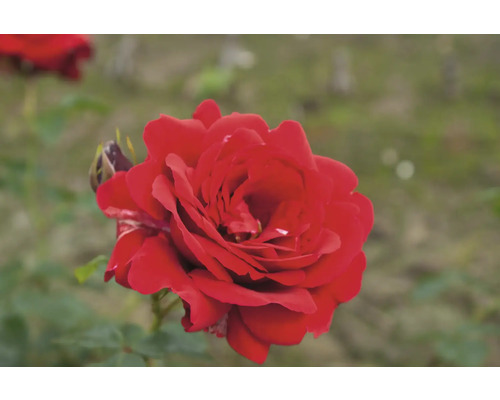 Nahaufnahme einer roten Rose