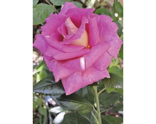 Nahaufnahme einer pinkfarbenen Rose mit grünen Blättern