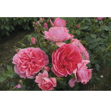 Nahaufnahme einer Gruppe rosafarbener Rosenblüten im Garten