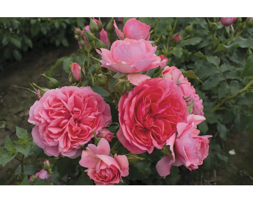 Nahaufnahme einer Gruppe rosafarbener Rosenblüten im Garten