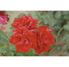 Nahaufnahme von roten Rosenblüten mit Tautropfen