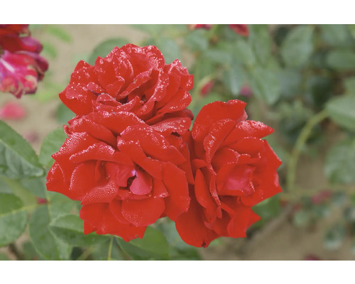 Nahaufnahme von roten Rosenblüten mit Tautropfen