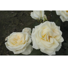 Nahaufnahme von weißen Rosenblüten