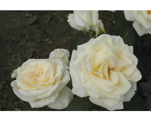 Nahaufnahme von weißen Rosenblüten