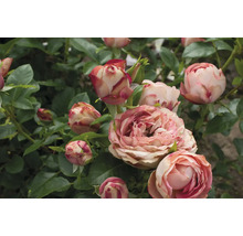 Nahaufnahme von Rosenblüten auf einem Rosenstrauch