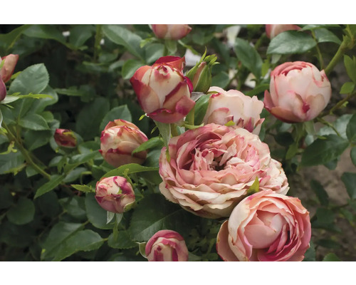 Nahaufnahme von Rosenblüten auf einem Rosenstrauch