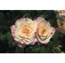 Nahaufnahme von zwei Rosenblüten mit rosa Rand