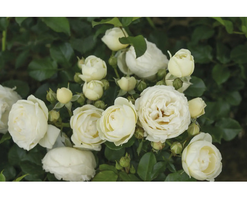 Nahaufnahme weißer Rosenblüten im Garten